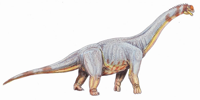 Picture 7 of Top 8 largest dinosaurs on prehistoric Earth