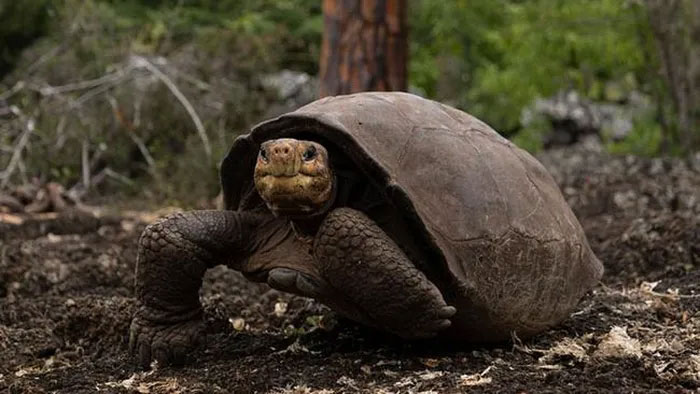 Top 'peace-loving' animals in the animal world: Dislikes conflicts, 'competitions' by comparing one thing Picture 1
