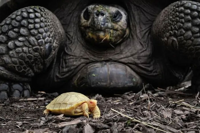 Top 'peace-loving' animals in the animal world: Dislikes conflicts, 'competitions' by comparing one thing Picture 2