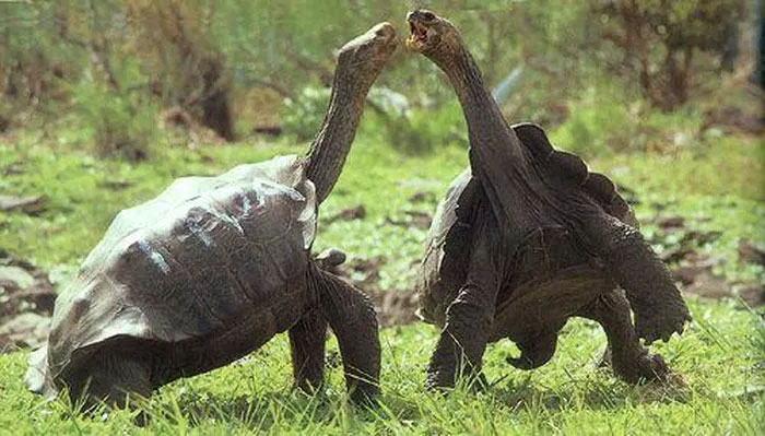 Top 'peace-loving' animals in the animal world: Dislikes conflicts, 'competitions' by comparing one thing Picture 4
