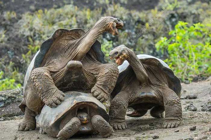Top 'peace-loving' animals in the animal world: Dislikes conflicts, 'competitions' by comparing one thing Picture 5