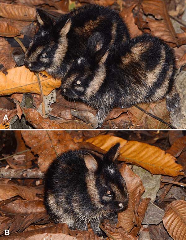 Picture 1 of Treasure in Truong Son range: Extremely rare animal species, found nowhere else in the world, IUCN urgent protection!