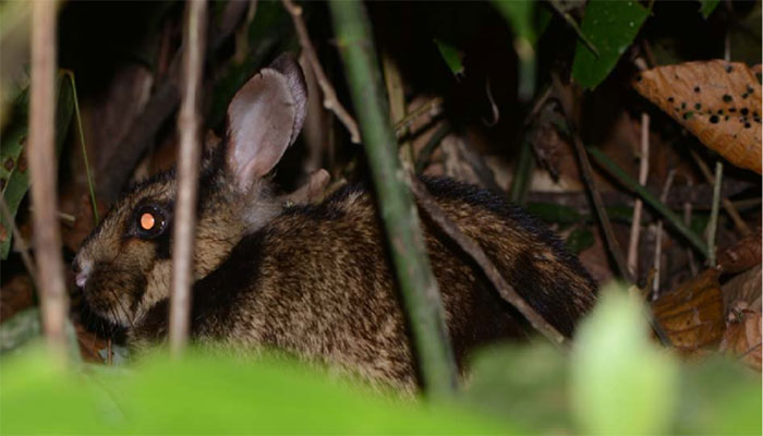 Picture 2 of Treasure in Truong Son range: Extremely rare animal species, found nowhere else in the world, IUCN urgent protection!