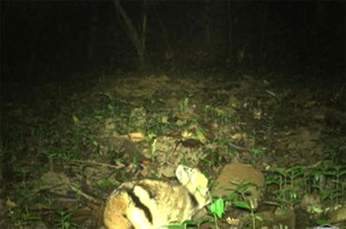 Picture 3 of Treasure in Truong Son range: Extremely rare animal species, found nowhere else in the world, IUCN urgent protection!