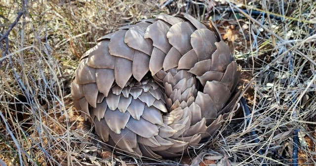 Picture 2 of Treasure of Southeast Asia: Rare animal species found in only 9 countries in the world, Vietnam just received good news!