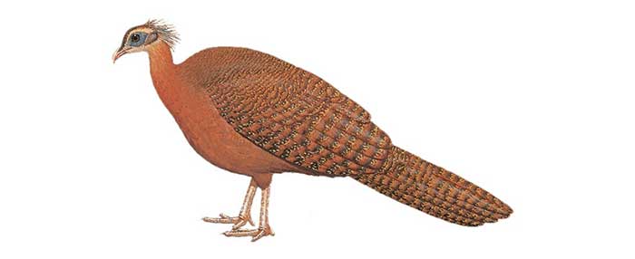 Picture 3 of Treasure of Truong Son range: Extremely rare animal species found in only 2 countries in the world, IUCN urgently protects!