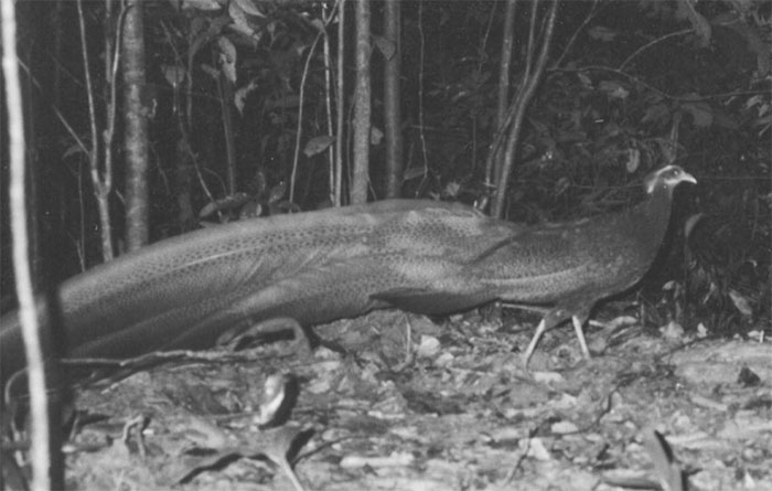 Picture 4 of Treasure of Truong Son range: Extremely rare animal species found in only 2 countries in the world, IUCN urgently protects!