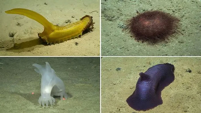 Picture 2 of Treasures under the sea 4000m . deep