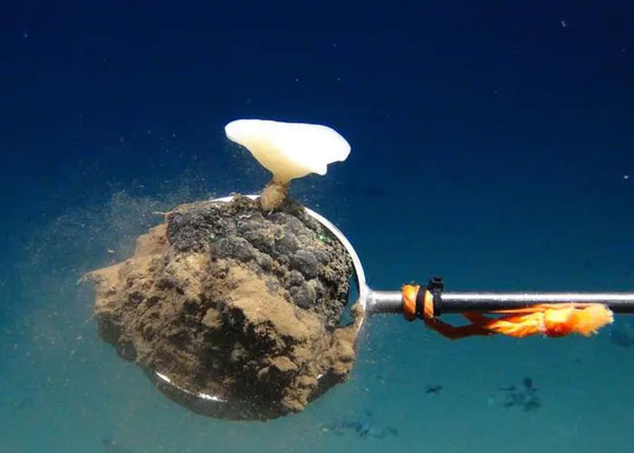Picture 4 of Treasures under the sea 4000m . deep