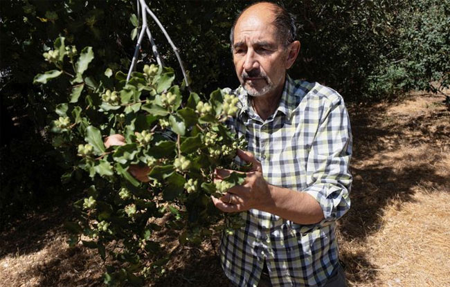 Picture 2 of Tree species in Chile raises hope for new Covid-19 vaccine