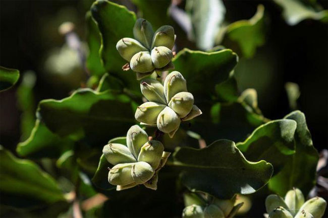 Picture 3 of Tree species in Chile raises hope for new Covid-19 vaccine
