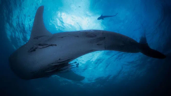 Triton Bay - Where people live with giant sharks Picture 2