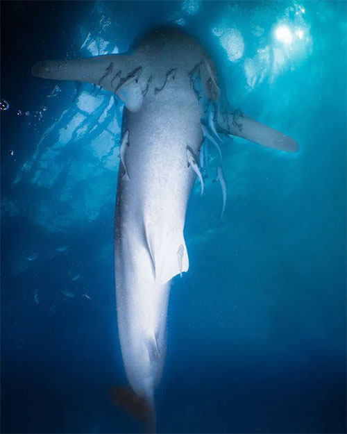 Triton Bay - Where people live with giant sharks Picture 3