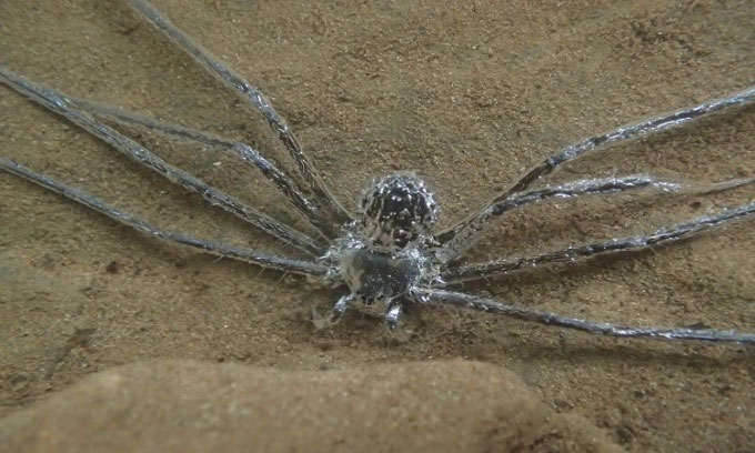 Picture 1 of Tropical spiders can hide for 30 minutes underwater