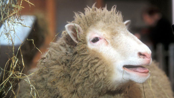 Turning the skin of a 53-year-old woman into a 23-year-old woman thanks to the technique of cloning the sheep Dolly Picture 2