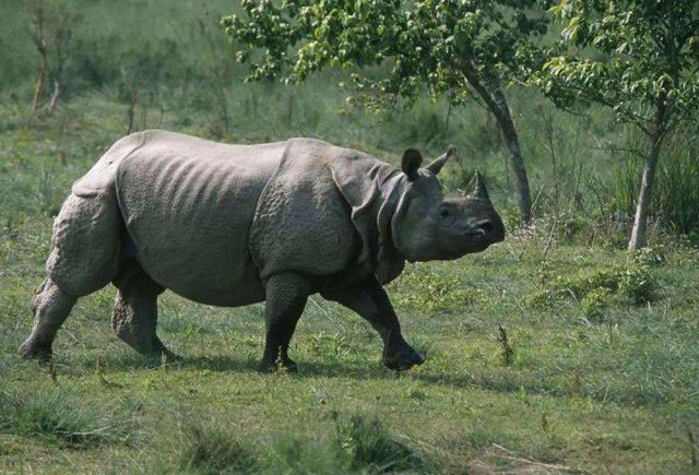 Picture 5 of Turns out China used to have more rhino species than Africa