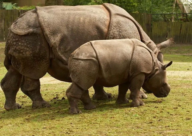 Picture 6 of Turns out China used to have more rhino species than Africa