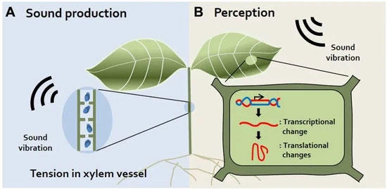 Picture 3 of Turns out, plants also know how to scream when stressed