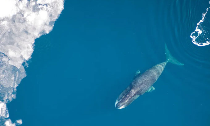Picture 1 of Two whales nearly 100km apart dive at the same time