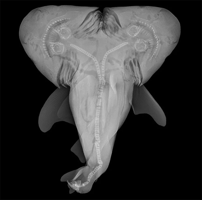 Two-headed sharks are appearing more and more and no one knows why Picture 3