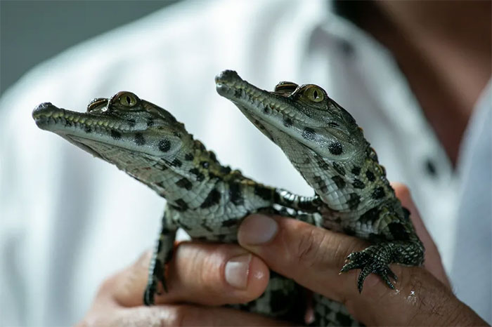 Ugly or biting people, many species of crocodiles and snakes are being left to go extinct, no one to preserve Picture 1