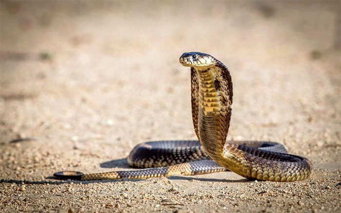 Ugly or biting people, many species of crocodiles and snakes are being left to go extinct, no one to preserve Picture 2