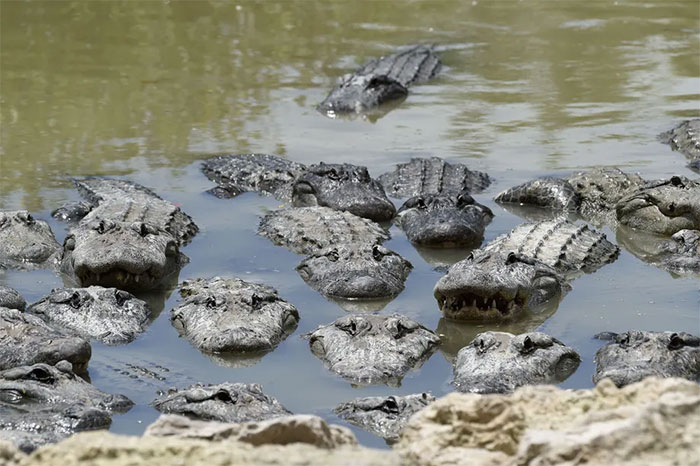 Ugly or biting people, many species of crocodiles and snakes are being left to go extinct, no one to preserve Picture 3