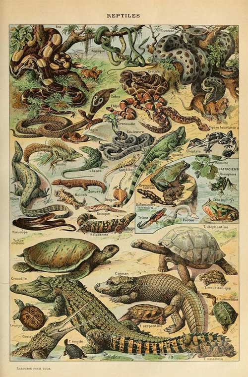 Ugly or biting people, many species of crocodiles and snakes are being left to go extinct, no one to preserve Picture 4