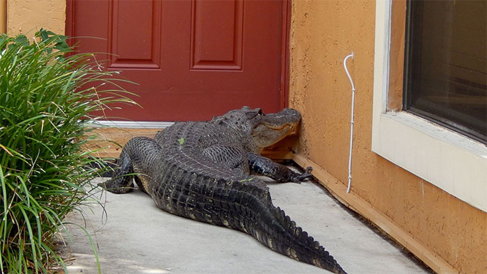 Ugly or biting people, many species of crocodiles and snakes are being left to go extinct, no one to preserve Picture 5