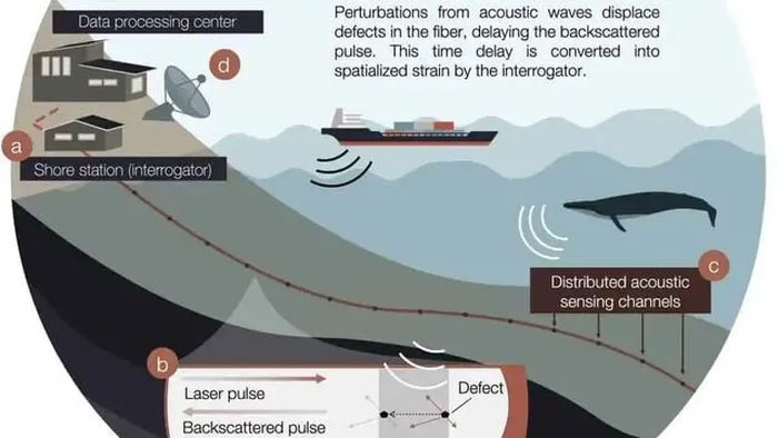 Undersea fiber optic cables can be used to record whales and see what they're doing Picture 3