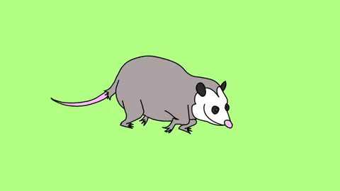 Picture 3 of Understanding the phenomenon of 'playing dead' in the animal world
