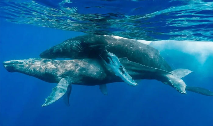Picture 1 of Unexpected discoveries about the sex life of humpback whales