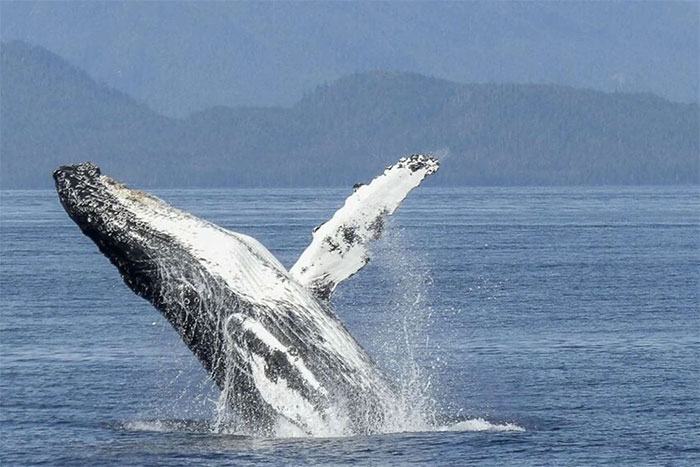 Picture 2 of Unexpected discoveries about the sex life of humpback whales