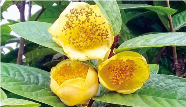 Picture 3 of Unique and rare plant species in Vietnam: Rarely found anywhere, high risk of extinction!