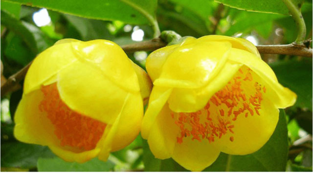 Picture 4 of Unique and rare plant species in Vietnam: Rarely found anywhere, high risk of extinction!