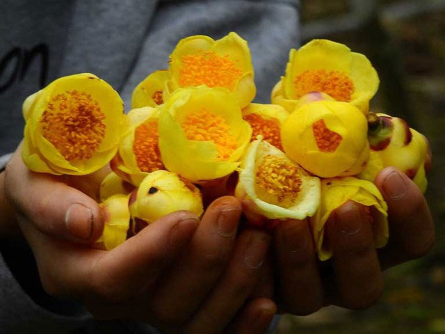 Picture 5 of Unique and rare plant species in Vietnam: Rarely found anywhere, high risk of extinction!