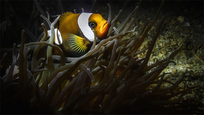 Picture 2 of Unique creatures at the bottom of Van Phong Bay