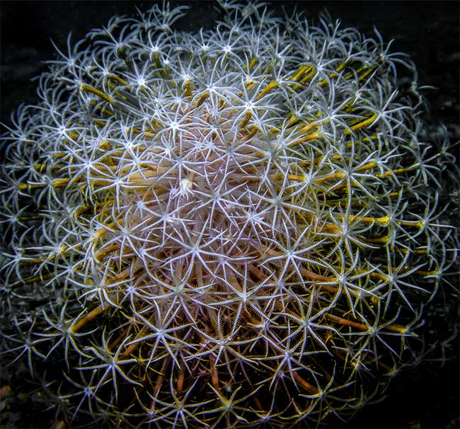 Picture 4 of Unique creatures at the bottom of Van Phong Bay