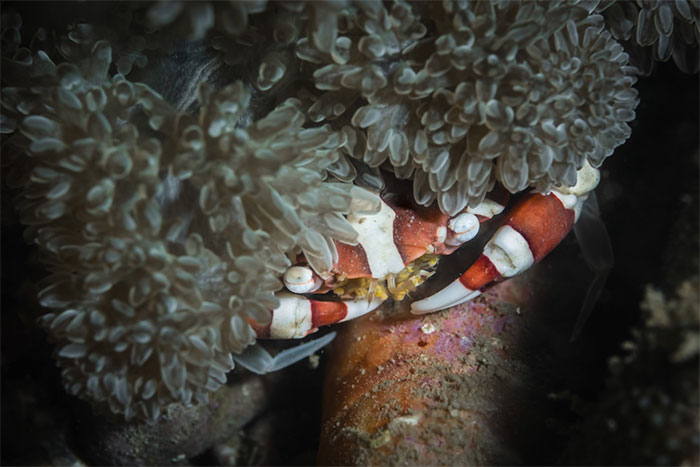 Picture 6 of Unique creatures at the bottom of Van Phong Bay