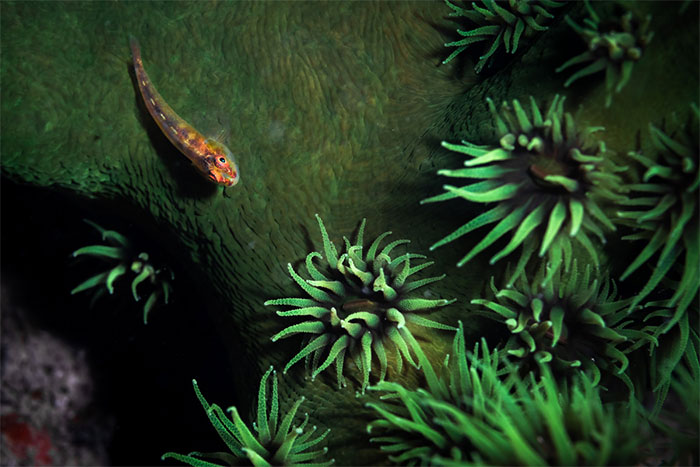 Picture 7 of Unique creatures at the bottom of Van Phong Bay