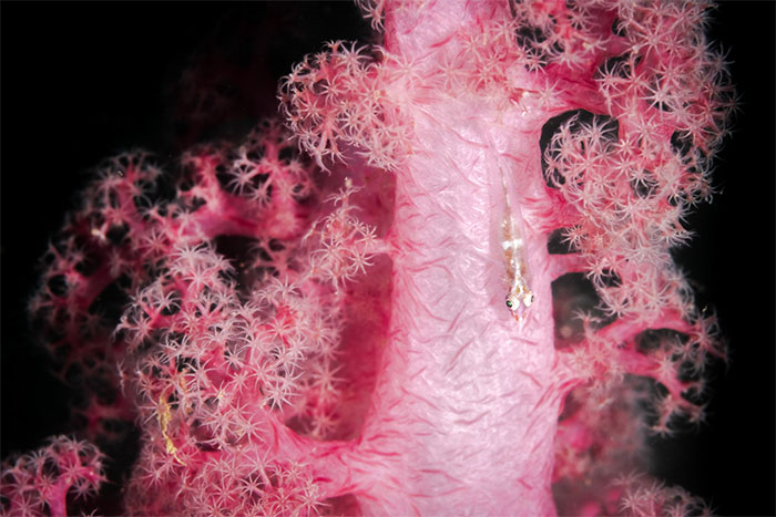 Picture 8 of Unique creatures at the bottom of Van Phong Bay