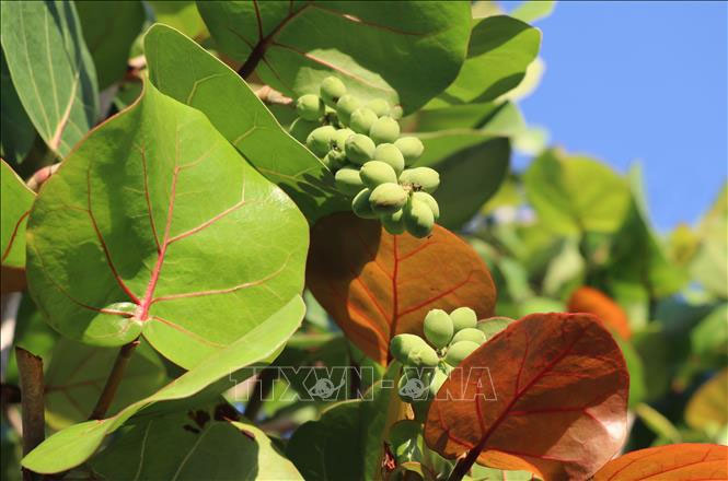 Picture 1 of Unique eco-friendly plates from sea grape leaves