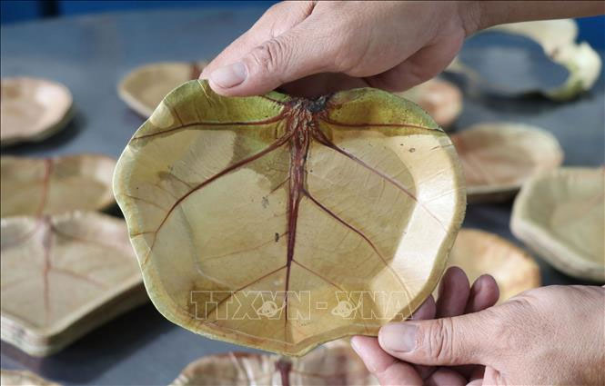 Picture 3 of Unique eco-friendly plates from sea grape leaves