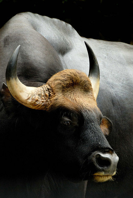 Picture 3 of Unique largest cow species in the world in Vietnam: Weighs up to 2 tons, carries rare genes
