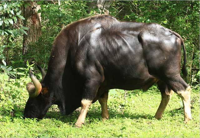 Picture 4 of Unique largest cow species in the world in Vietnam: Weighs up to 2 tons, carries rare genes