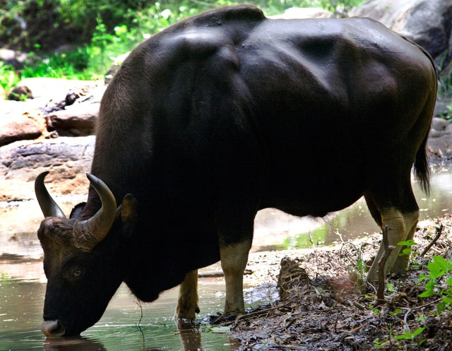 Picture 5 of Unique largest cow species in the world in Vietnam: Weighs up to 2 tons, carries rare genes