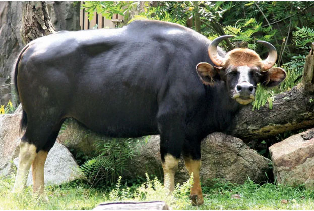 Picture 6 of Unique largest cow species in the world in Vietnam: Weighs up to 2 tons, carries rare genes
