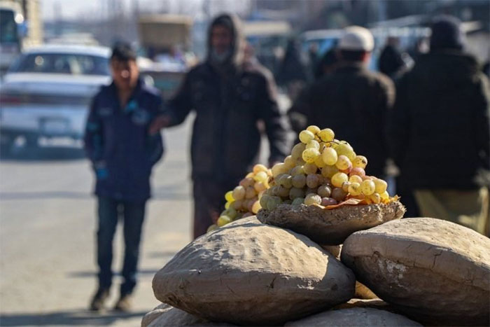 Unique method of preserving fresh grapes for up to 6 months by Afghans Picture 1