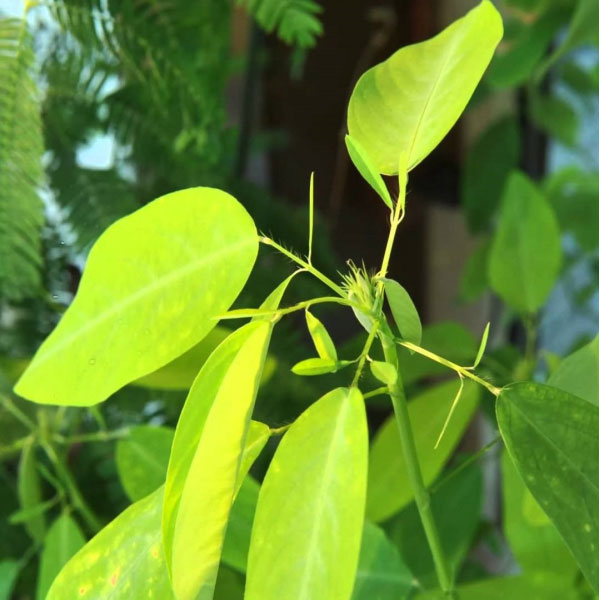 Picture 4 of Unique plant species in Vietnam: It 'dances' whenever it hears music, many people have never seen it before