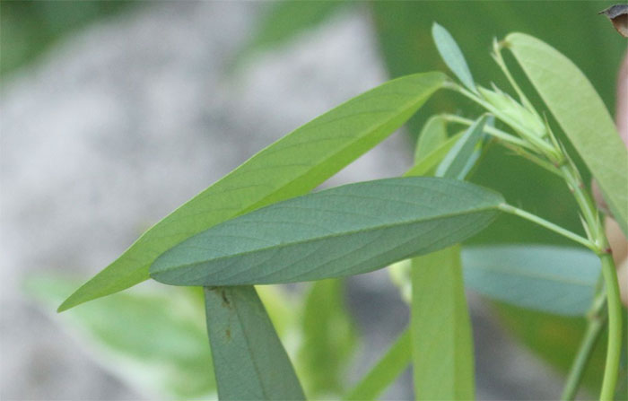 Picture 5 of Unique plant species in Vietnam: It 'dances' whenever it hears music, many people have never seen it before